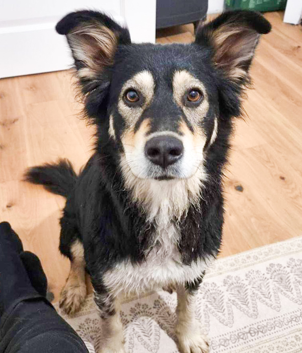 Zwierzęta zasługują na najlepsze