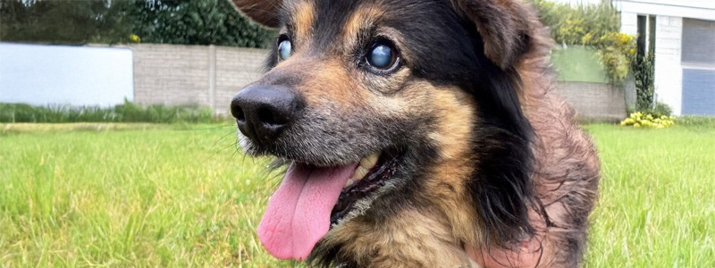 Adopcja to odpowiedzialność na całe życie - jak wybrać odpowiedniego towarzysza?