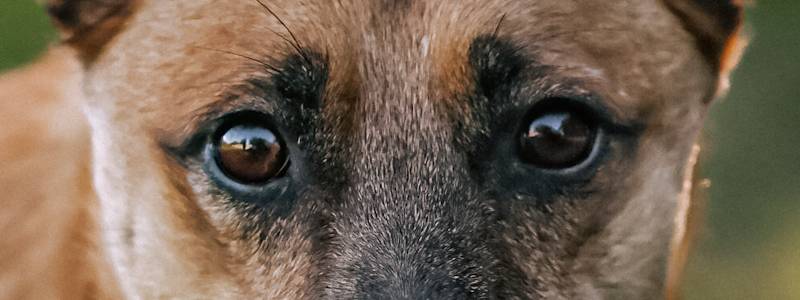 Adopcja wirtualna doskonałym prezentem!