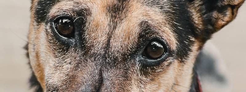 Bierzemy udział w konkursie portalu Ratujemy Zwierzaki! Możesz pomóc.