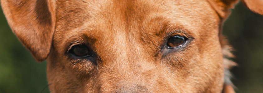 Codzienność w Fundacji dla Zwierząt Ziemia Obiecana